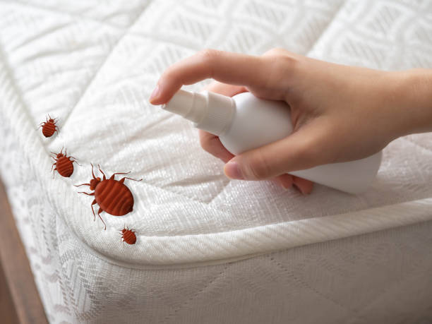 Best Ant Control Services  in Mount Vernon, IA