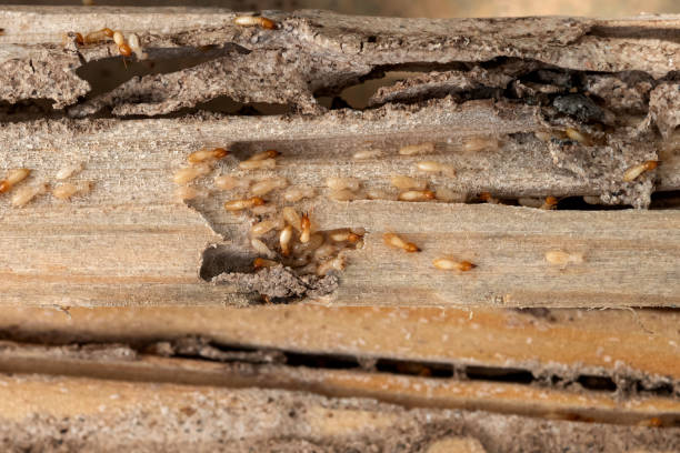 Best Wasp Removal Services  in Mount Vernon, IA